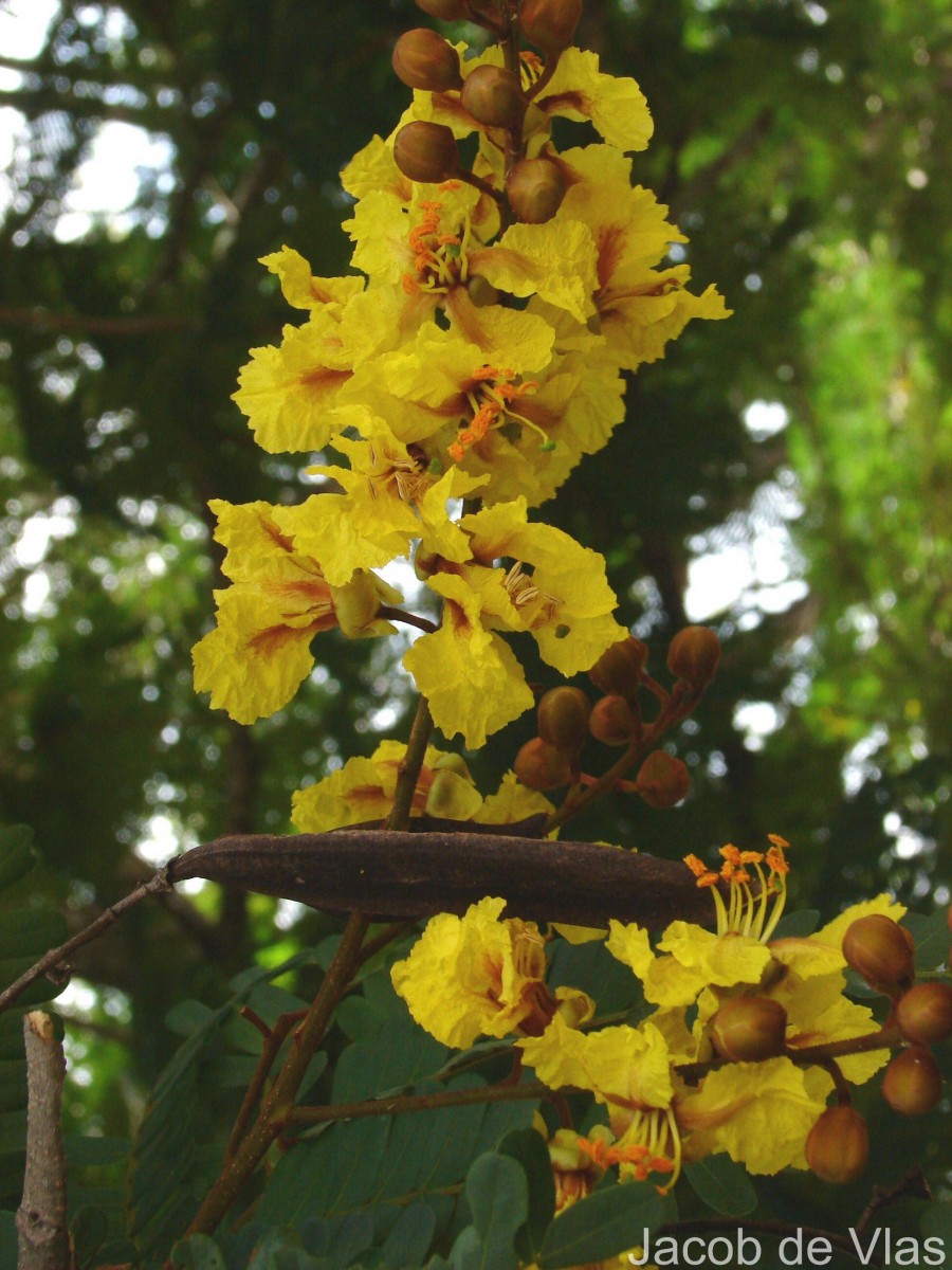 Peltophorum pterocarpum (DC.) Backer ex K.Heyne